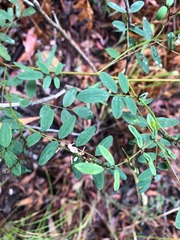 Indigofera baileyi