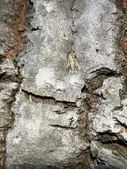 Stoeberhinus testaceus