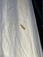 Cryptophlebia illepida