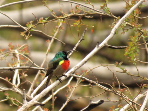 Suimanga Bicollar (Cinnyris afer)