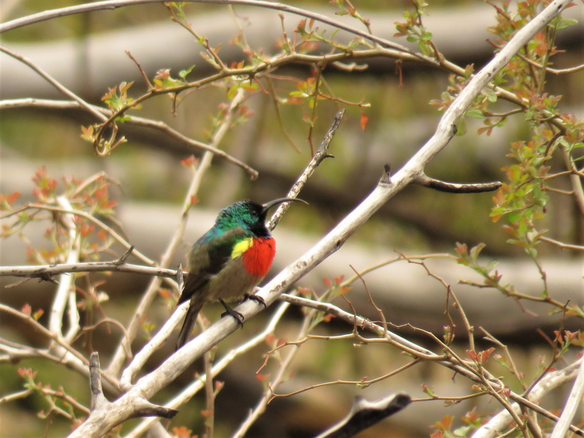 Greater Double-collared Sunbird illustration