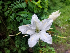 Lysiphyllum winitii