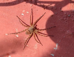 Lycosoidea