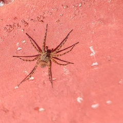 Lycosoidea