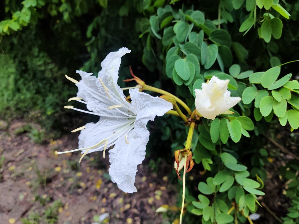 Lysiphyllum winitii (Craib) de Wit