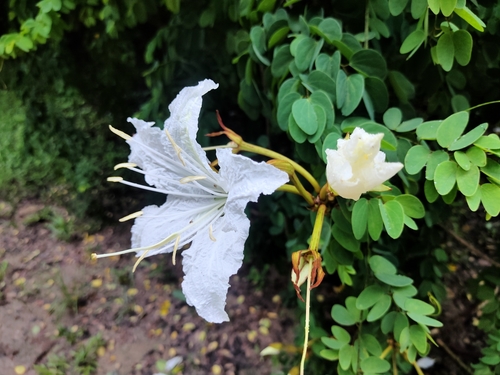 Lysiphyllum winitii, photograph 2