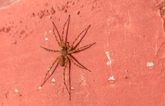 Lycosoidea