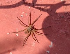Lycosoidea