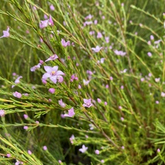 Boronia deanei