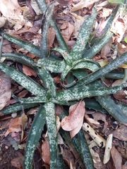 Aloe prostrata