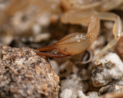 Paruroctonus luteolus