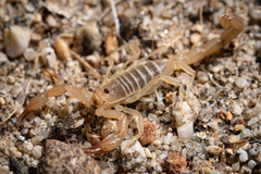 Paruroctonus luteolus