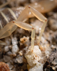 Paruroctonus luteolus