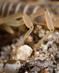 Paruroctonus luteolus