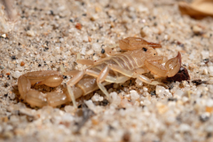 Paruroctonus luteolus