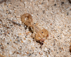 Paruroctonus luteolus