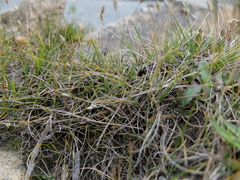 Rytidosperma exiguum