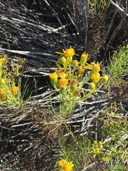 Senecio blochmaniae