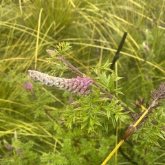 Grevillea acanthifolia