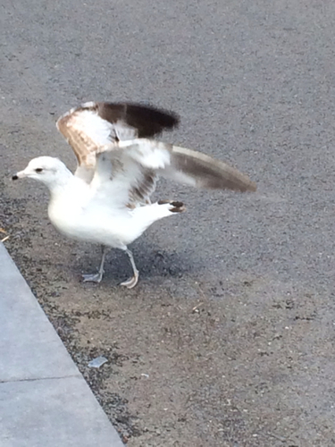 Ring-billed Gull photographed in Florida
