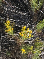 Senecio blochmaniae