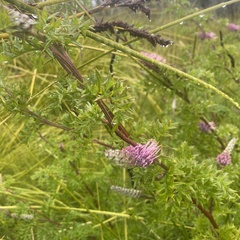 Grevillea acanthifolia