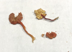 Hygrocybe substrangulata