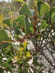Hakea flabellifolia