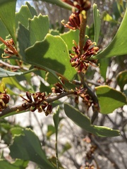 Hakea flabellifolia