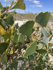 Hakea flabellifolia