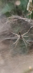 Cyrtophora cicatrosa