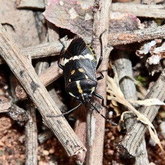 Aplerotus