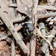 Aplerotus