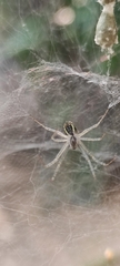 Cyrtophora cicatrosa