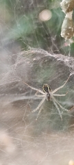 Cyrtophora cicatrosa