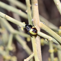 Aplerotus