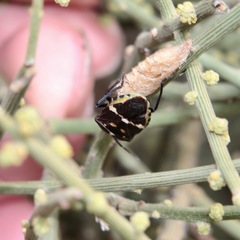 Aplerotus