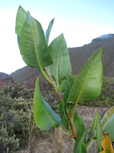 Rumex giganteus