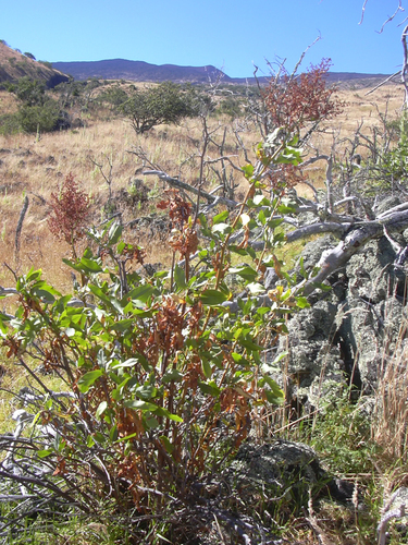 Rumex giganteus