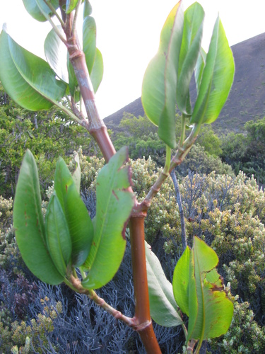 Rumex giganteus