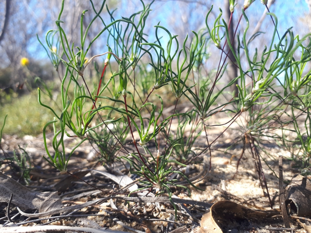 Stawellia