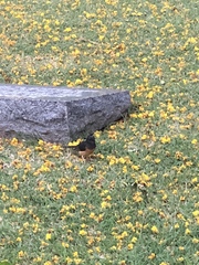 Copsychus malabaricus