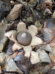 Geastrum