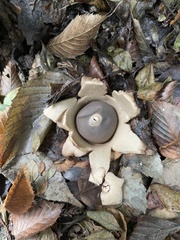 Geastrum