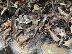 Geastrum