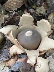 Geastrum