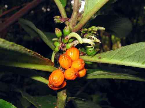 Cyanea floribunda