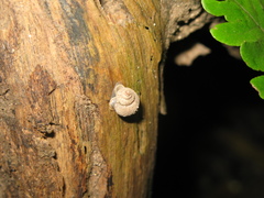 Alycaeus conformis