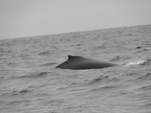 Humpback Whale photographed in Oregon