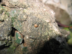 Kaliella
